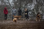 A dog named Lucy chases a ball in the Willamette Park dog park in southeast Portland, Ore., Saturday, Feb. 9, 2019. Snow hit the metro area in varying levels over the weekend and is likely to create slippery conditions into the start of the week.