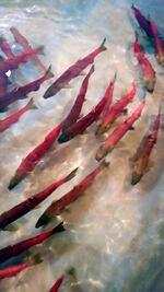 FILE - In this Sept. 26, 2017, file photo, provided by Idaho Fish and Game, Snake River sockeye salmon that returned from the Pacific Ocean to Idaho over the summer swim in a holding tank at the Eagle Fish Hatchery in southwestern Idaho. A meager return of sockeye salmon to central Idaho this year despite high hopes and a new fish hatchery intended to help save the species from extinction has fisheries managers trying to figure out what went wrong.