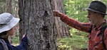 Bob Koscik and daughter Eva Berk inspect scars made on this tree 100 years ago to mark the route of the Skyline Trail. The marks are known as "blazes" and the person who made them, a "trail blazer."