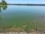 A blue-green algae has bloomed in Vancouver Lake on Jul 27. 