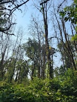 Ash trees infested with emerald ash borer beetles were discovered in Marion County in August 2024.