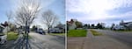In these provided photos, ash trees infested with the emerald ash borer beetle, left, were removed from Cornelius in April 2024. State agencies coordinated to remove dozens of trees from this neighborhood in Cornelius to slow the spread of the invasive beetle.