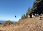 A peregrine falcon dubbed "Princess" takes flight near Cape Perpetua after being nursed back to health by the Cascade Raptor Center.