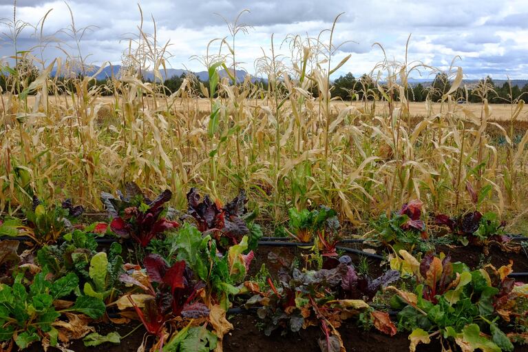 Rainshadow Organics, a farm in Central Oregon, grows all manner of organic vegetables, and raises chickens, turkeys and pigs.