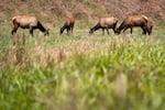 Roosevelt elk graze in Knight Park in the Cascade Head Biosphere Region.