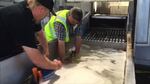 Workers slide a Snake River sockeye into a fish taxi. They're trucking the few remaining fish past dangerously warm water to a fishery outside Boise, Idaho.