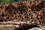 Logs piled at the Douglas County Forest Products mill near Winchester.