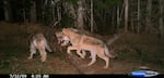 Wolf cubs are caught on a trail camera in Washington state in 2009. Washington's wolf population has grown from around only a dozen wolves in 2009 to 115 by 2016. As the state's population grew, ranchers became more familiar with wolves attacking their cattle and sheep. 