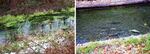 This before and after comparison shows how the Hamilton Springs project is meant to help chum by ensuring they can interact with fresh water that enters the stream from springs.