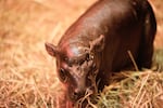 Baby Haggis, a pygmy hippo, was born to parents Otto and Gloria at Edinburgh Zoo on Oct. 30.