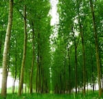 Poplar trees that help clean up toxic waste can stand to benefit from probiotics, according to new research.
