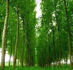 Poplar trees that help clean up toxic waste can stand to benefit from probiotics, according to new research.