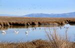 Tundra swans spend the winter at Summer Lake State Wildlife Area in Southern Oregon's Lake County, February 2022.