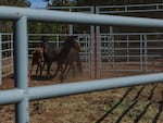 Three wild horses pace nervously in a passive bait trap in the mountains outside John Day, Oregon. They took the bait, hay on the forest floor, but tripped a wire which closed a gate behind them.