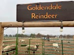 There are now nine reindeer at the Goldendale Reindeer Farm.