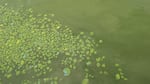 Cyanobacteria bloom in the Willamette River in this acquired image near Portland, Ore., on Aug. 21, 2026.