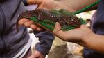 A close up of human hands holding a salamander.