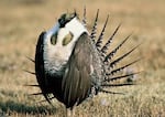 A male great western sage grouse.