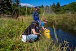 Elliot Davis, 6, looks into the Salmon River estuary water through a viewing bucket as Cascade Head Biosphere Collaborative volunteer Amy Barcia, left, and CHBC education director Kathy Chambliss, center, stand by during the celebration.