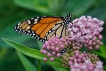 A monarch butterfly feeds on milkweed, July 15, 2025, in Chicago.