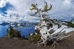 A whitebark pine at Crater Lake.
