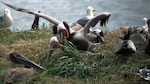 California brown pelicans with red bill pouches, indicating they are in breeding condition, have been seen building nests on an island in the Columbia River. It's much farther north than their breeding grounds in Southern California and Mexico.