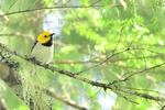 The hermit warbler winters in Mexico and migrates to the West Coast.