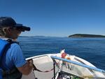 Eba, the whale dog, uses her nose to alert researchers to floating whale poop, which can then be scooped up for analysis.