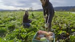 Farmers Siri Erickson-Brown and husband Jason Salvo harvesting radicchio varieties at Local Roots Farm in Duvall, WA on Oct. 31, 2025.