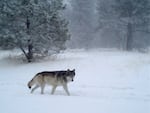 A wolf from the Chesnimnus Pack caught on camera in northern Wallowa County. A lone wolf that had broken away from the Chesnimnus Pack was found dead near Wallowa on Jan. 8, 2022.