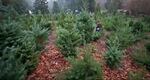 Root rot is one of many pathogens that can affect fir trees grown on Christmas tree farms. 