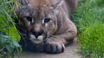 Oregon officials killed four cougars and are tracking a fifth after a spat of attacks on domestic animals.