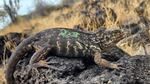 The Galápagos land iguana is making a comeback on Santiago Island. Conservationists say the species is showing signs of being successfully reintroduced.
