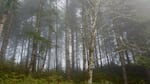 Coast Range fog settles on the Elliott State Forest near Coos Bay.