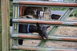 A black goat pokes its head out of the barn gate at the Busenius goat farm.