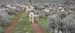 One of Kim Kerns' favorite livestock protection dogs, Opal, places herself firmly between the photographer and the herd.