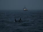Killer whales are pictured during a storm in the fjord of Skjervoy in 2021 off the coast of northern Norway. Researchers say orcas are stepping up "attacks" on yachts along Europe's Iberian coast.