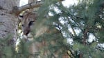File photo of a treed cougar in Northeastern Oregon.