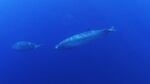 An unidentified Mesoplodon (beaked whale) photographed off Baja California, Mexico. Species unknown.