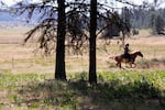 A cowboy gallops to shore up a perimeter line of a wild horse chase on the Warm Springs Reservation on June 22, 2019. 