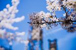 The steel bridge hides behind the cherry blossoms at Tom McCall Waterfront Park in downtown Portland.