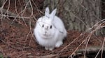   A white snowshoe hare against a brown background makes the animal easy prey. Climate change is a concern for the species as their camouflage becomes 'mismatched.'