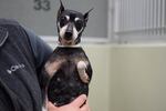 Flora is one of the pups at the Oregon Humane Society.