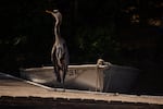 A great blue heron fishes from a dock on Twin Lakes in northern Idaho. The lakes are also home to a variety of wildlife including osprey, eagles, kingfishers, migrating trumpeter swans, small goldeneye ducks, great American white pelicans, hummingbirds, along with trout, bass, crappie, perch, kokanee, northern pike, white tailed deer, elk and even moose.