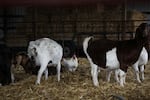 A rooster walks among goats at Rossallini Farms in Scio, Ore., Friday, Dec. 9, 2022. Pastured chickens elp goats by eating bugs and ticks.