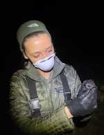 Emma Busk, a wildlife technician in the Ashland field office of the Medford District of the Bureau of Land Management, is shown holding a California myotis during a survey conducted July 25, 2024 in Butte Falls, OR. Busk won the annual BLM Bat Beauty Contest for a second year in a row on Oct. 31, 2024 for her photograph of a hoary bat.