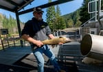 Army Corps of Engineers biologist Doug Garletts carries an anesthetized Chinook salmon to a loading chute where it will slide into a holding tank before being drained into a tanker and trucked to the other side of Cougar Dam. During salmon migrations, the Corps checks its traps every few days for salmon that need to be trucked upriver to their spawning grounds. Under a $1.9 billion restoration plan, tiny juvenile fish would also be trapped and trucked downstream using massive fish collectors.