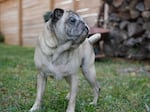 Piggy the Pug impatiently waits for Kurt Gardinier to give her a treat.