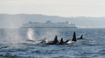 OSU researchers used environmental DNA filtered from seawater to detect the passage of endangered orcas in the Puget Sound.