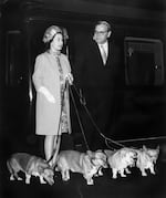 October 15, 1969: Queen Elizabeth II arrives at King's Cross railway station in London, England with her four Corgi dogs after holidays in Balmoral Castle and before welcoming at Buckingham Palace the American astronauts of Apollo 11 who walked on the moon.